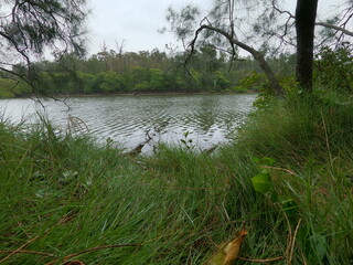 This is what I saw on my rainy day walk by the Mooloolaba river 