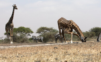 Fototapeta na wymiar Animals drinking at a waterhole, Kenya.