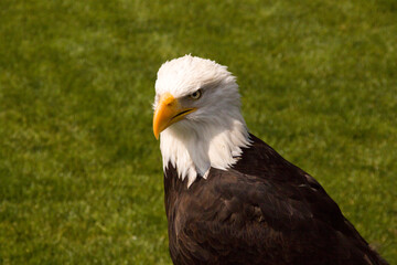 Weißkopfseeadler