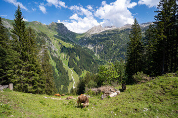 Österreich Großes Walsertal im Sommer