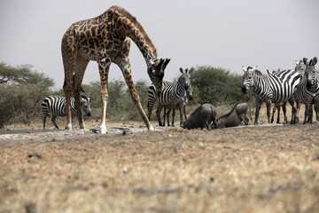 Fototapeta na wymiar Giraffes (Giraffa camelopardalis peralta) drinking at a water hole - Kenya. 