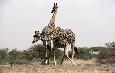 Giraffes (Giraffa camelopardalis peralta) drinking at a water hole - Kenya.	
