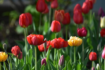 Fototapeta premium red tulips in the garden
