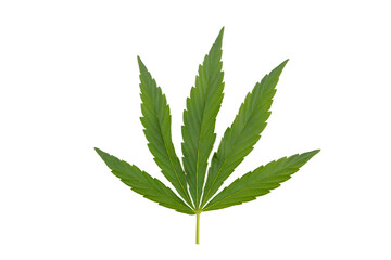 Cannabis leaf, marijuana leaf isolated on white background