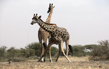 Giraffes (Giraffa camelopardalis peralta) drinking at a water hole - Kenya.	
