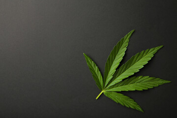 Cannabis leaf, marijuana leaf on black background