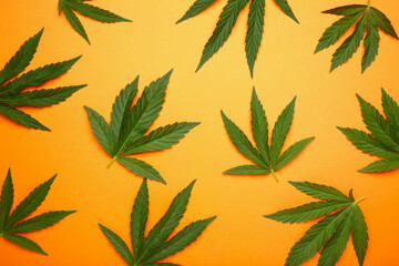 Cannabis leaves, marijuana leaves on orange background
