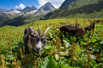Österreich Großes Walsertal im Sommer