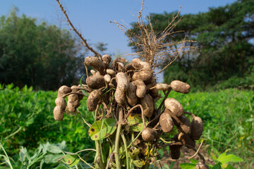 Fresh peanuts plants harvest of peanut plants.