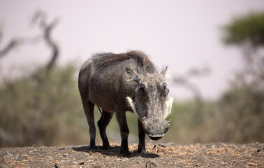 The Common Warthog (phacochoerus africanus) is a wild member of the pig family found in grassland, savanna, and woodland in sub-Saharan Africa.	