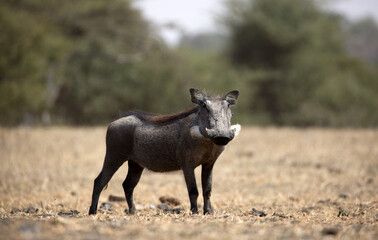 Naklejka na ściany i meble The common warthog is a wild member of the pig family found in grassland, savanna, and woodland in sub-Saharan Africa. 