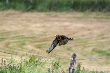 bird of prey buzzard flying away