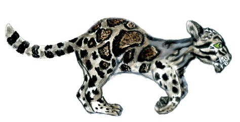 Rare wild tropic cat