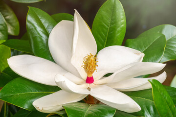 White big Magnolia flower in the green leaves background