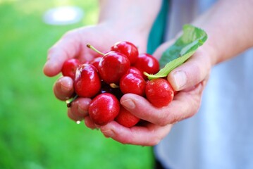 hand holding fresh picked cherries