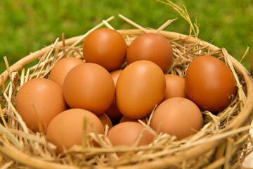Fresh organic eggs on the basket with rice straw 