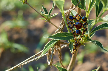 old vintage red brooch on green leaves