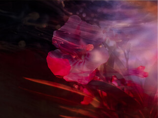 red rose petals