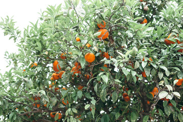 Bright orange tangerines on a background of faded green tree foliage.
