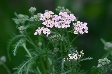 wild flowers in the garden