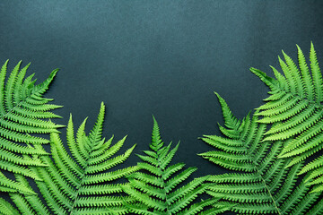 Tropical abstract background. Beautiful fern leaves close up. Top view, copy space