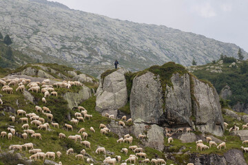 The view of sheeps herd with shepherd grazing on The Italian Alps, Lombardy, Italy.