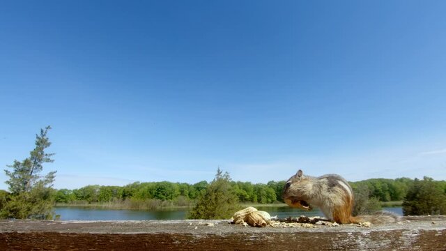 Chipmunk startled by a blue jay while eating peanuts