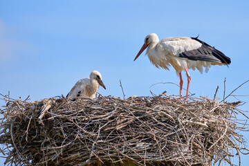 Stork nest on blue sky background. Stork with baby in stork nest. copy-space