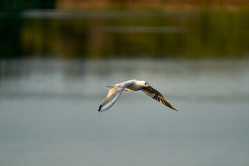 seagulls flying over a lake