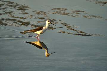 a common stork in a shallow lake