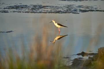 Fototapeta na wymiar a common stork in a shallow lake