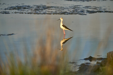 a common stork in a shallow lake