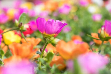 Pink magenta flower in the garden with bokeh. close up