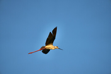 A common stork flies through a blue sky
