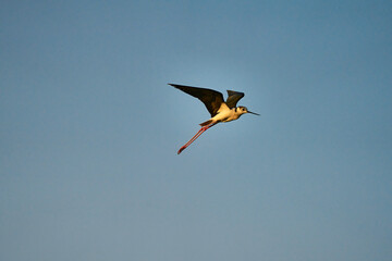 A common stork flies through a blue sky