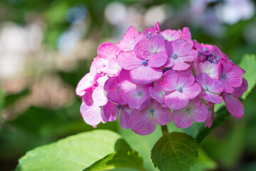 Pink hydrangea flower close up. 