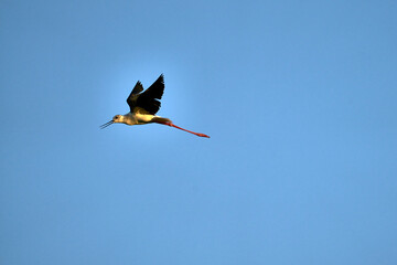 A common stork flies through a blue sky