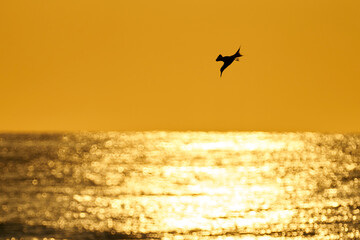 sea birds at sunrise over the sea