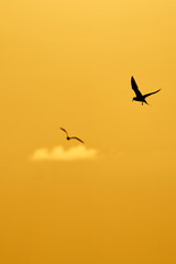 sea birds at sunrise over the sea