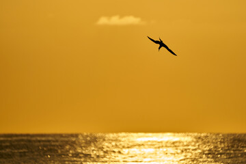 Fototapeta na wymiar sea birds at sunrise over the sea