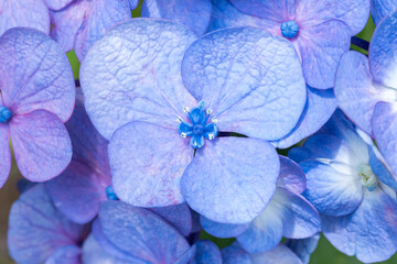 Hydrangea flower macro close up. Purple blue flower. 