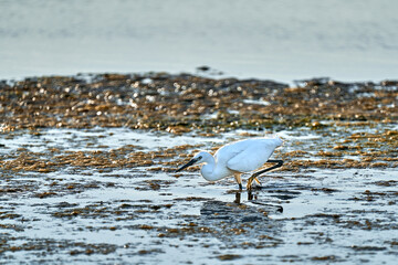 white colored egret in a shallow lake