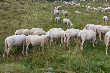 Obraz na płótnie Canvas The view of sheeps herd grazing on The Italian Alps, Lombardy, Italy.