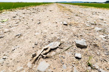 水田の農道で日干しになったカエルの死骸