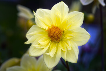 Tender yellow dahlia in the summer garden