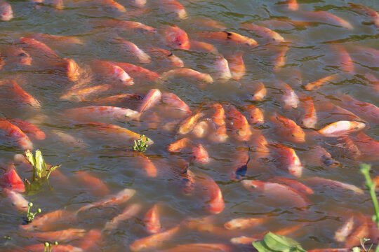 A group of Tubtim fish in a pond.