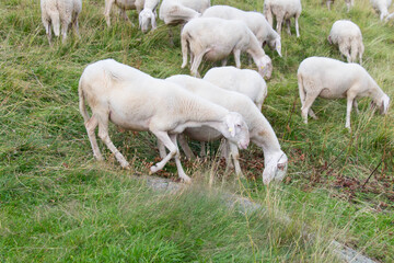 Obraz na płótnie Canvas The view of sheeps herd grazing on The Italian Alps, Lombardy, Italy.