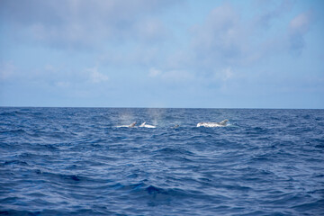 Walk on the Azores archipelago. Discovery of the island of Pico, Azores. Madalena