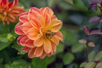 A beautiful orange dahlia and a bee in its middle