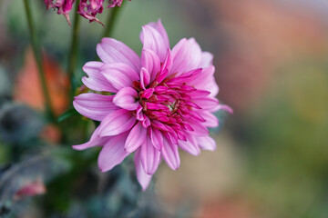 Obraz premium Delicate last pink dahlia in the autumn garden